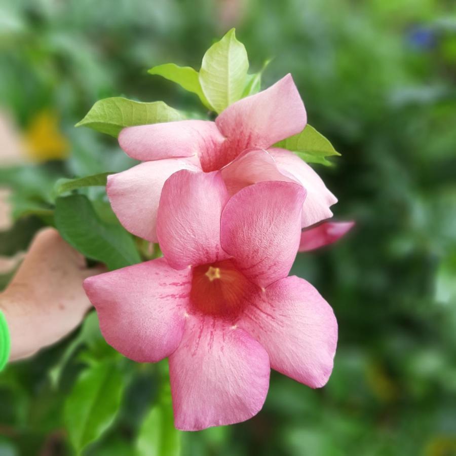 Manga Rosa Hospedagem กาโนอาเกบราดา ภายนอก รูปภาพ