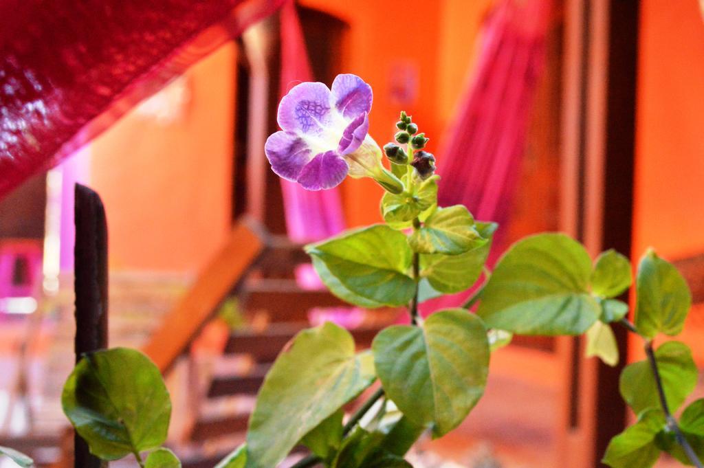 Manga Rosa Hospedagem กาโนอาเกบราดา ภายนอก รูปภาพ